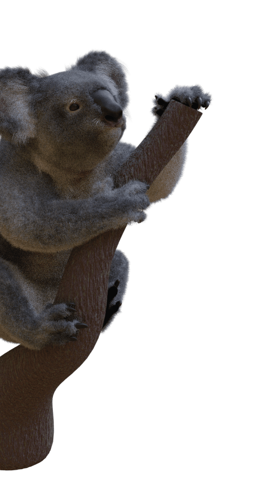 koala-side.png